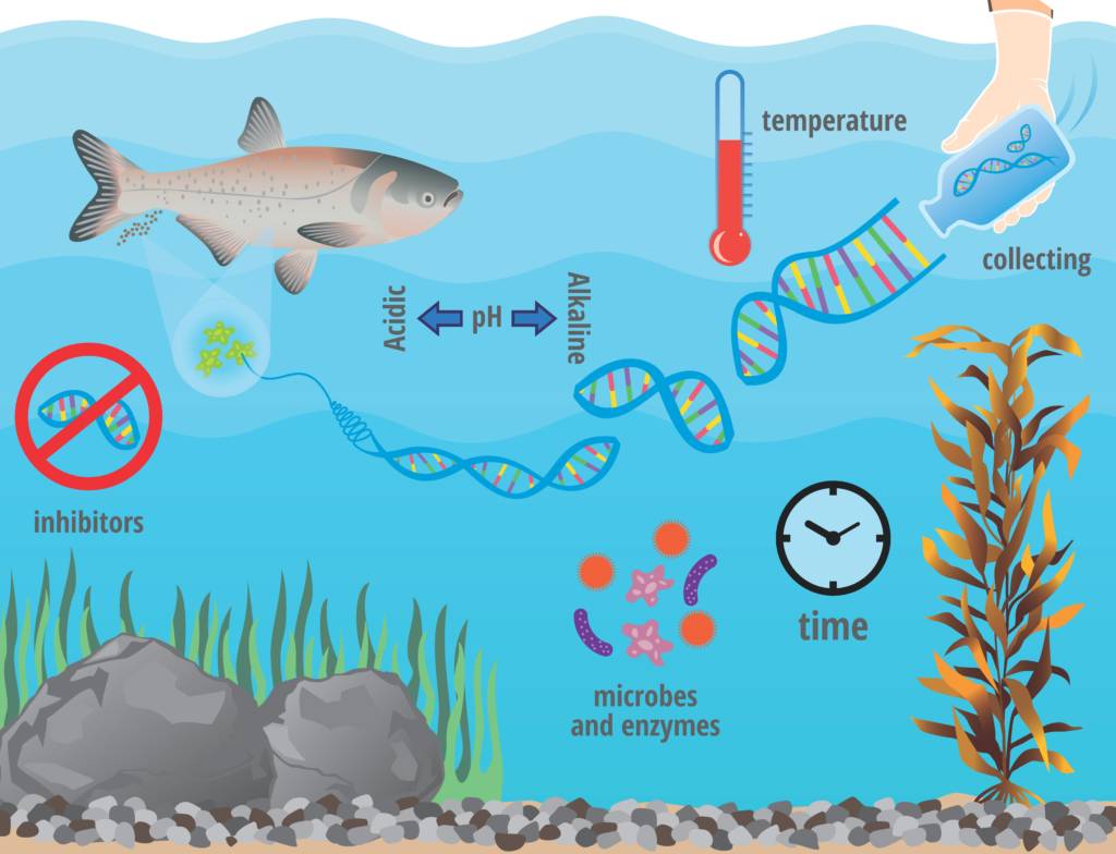 gen fish